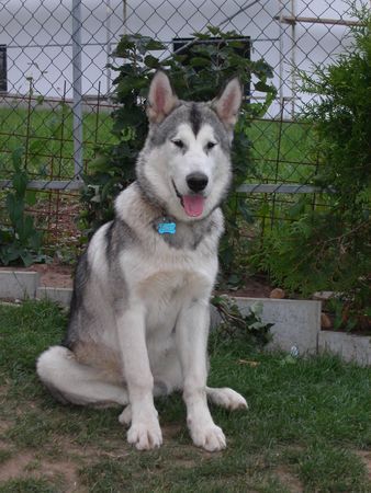 Alaskan Malamute unser großer ganz stolz