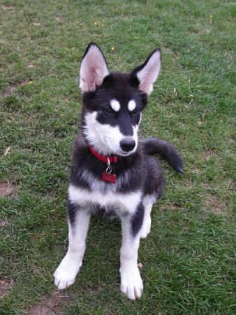 Alaskan Malamute