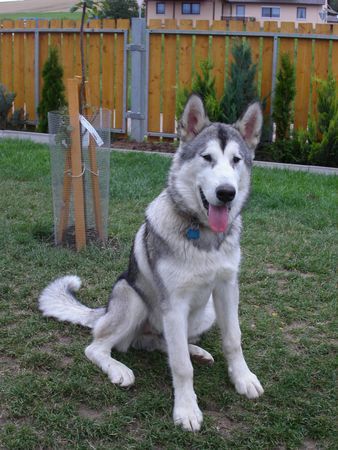 Alaskan Malamute