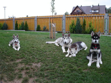 Alaskan Malamute