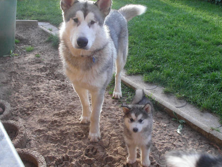 Alaskan Malamute ja, auch ich will mal ganz groß werden