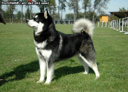 Alaskan Malamute BIS BISS ICh.Buffalo Bill Inditarod