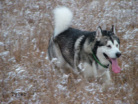 Alaskan Malamute