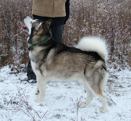 Alaskan Malamute