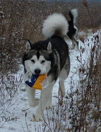 Alaskan Malamute