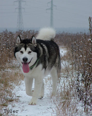 Alaskan Malamute