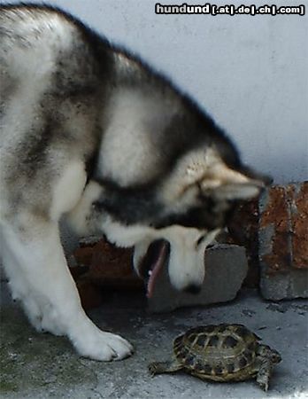 Alaskan Malamute TYLER I ZOLW