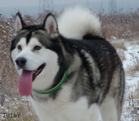 Alaskan Malamute