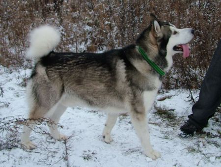 Alaskan Malamute