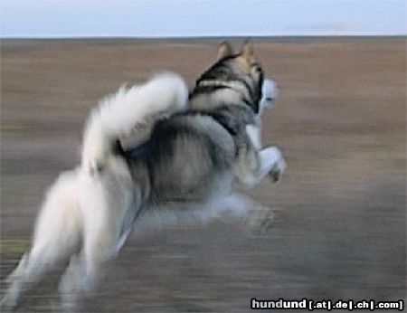 Alaskan Malamute Party on meadow