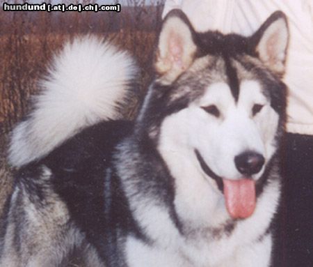 Alaskan Malamute TYLER - Tanana Sunka Wakan Nik-Nak