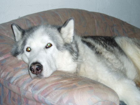 Alaskan Malamute man was das heute anstrengend