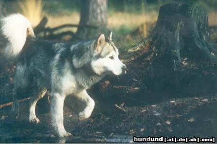 Alaskan Malamute Ace