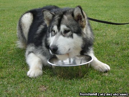 Alaskan Malamute Apach 9 monaten alt