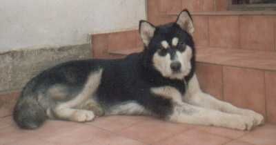 Alaskan Malamute