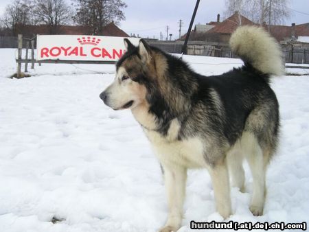 Alaskan Malamute vater und tochter