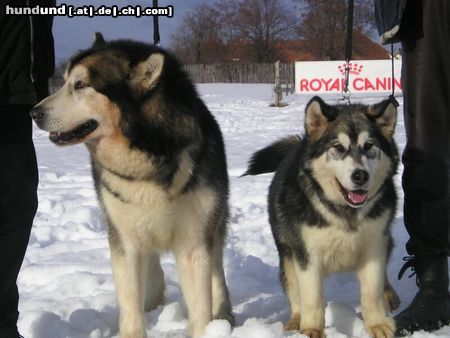 Alaskan Malamute vater und tochter