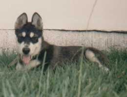 Alaskan Malamute