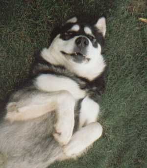 Alaskan Malamute