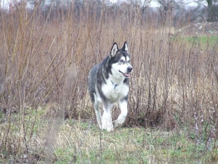 Alaskan Malamute Ch.Pl.DOCTOR WATSON