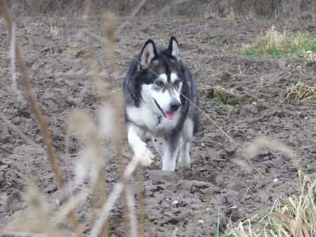 Alaskan Malamute BISHA GEE ze Snieznych Przestrzeni