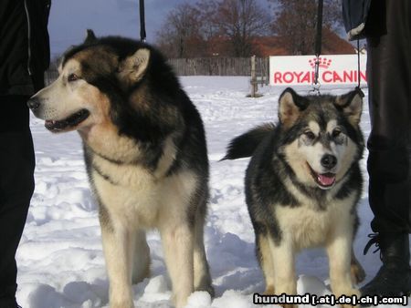 Alaskan Malamute Mein Malamutes, VAter un tochter