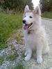 Alaskan Malamute Hund