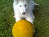 Alaskan Malamute Hund