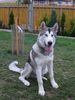 Alaskan Malamute Hund