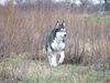 Alaskan Malamute Hund