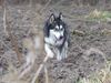 Alaskan Malamute Hund