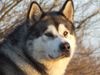 Alaskan Malamute Hund