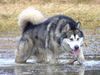 Alaskan Malamute Hund