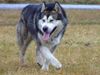 Alaskan Malamute Hund