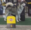 Alaskan Malamute Hund