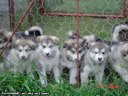 Alaskan Malamute Alaskan Malamute Welpen