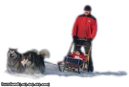 Alaskan Malamute alaskan malamute mit schlitten und baby