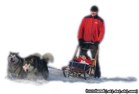 Alaskan Malamute schlittenfahrt mit malamute und klein patricia