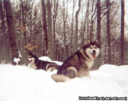 Alaskan Malamute Bisha Gee & Dr Watson