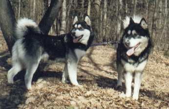 Alaskan Malamute