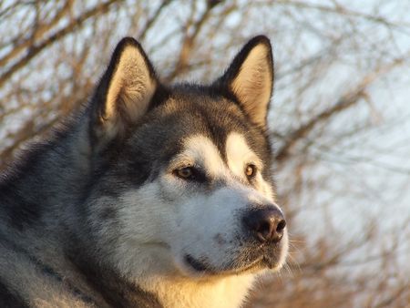 Alaskan Malamute Ch.Pl.DOCTOR WATSON