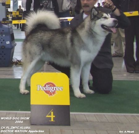 Alaskan Malamute Ch.Pl.DOCTOR WATSON