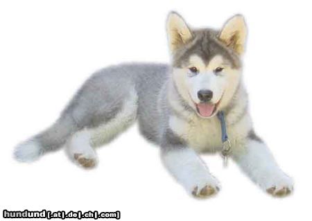 Alaskan Malamute alaskan malamute baby yukon