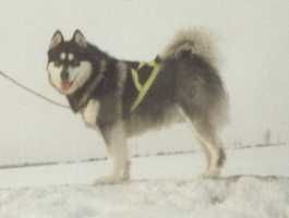 Alaskan Malamute