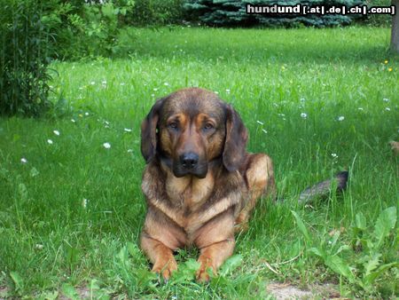 Alpenländische Dachsbracke Tasso 7 Jahre 