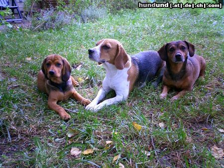 Alpenländische Dachsbracke Brutus & Co.