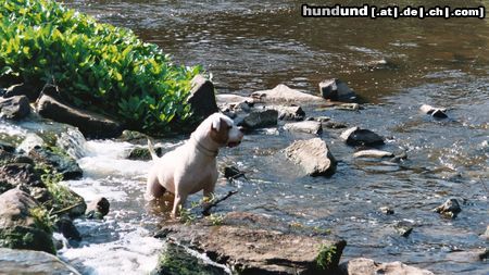 American Bulldog Cherokee's Amy (Gina)