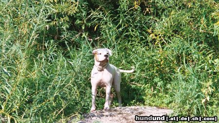 American Bulldog Cherokee's Amy (Gina)