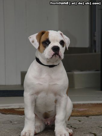 American Bulldog Woody Allan