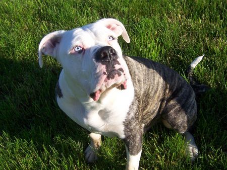 American Bulldog sonnenanbeter